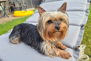 Nolly 2