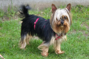 Nolly 3