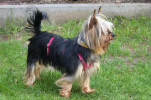 Nolly 7