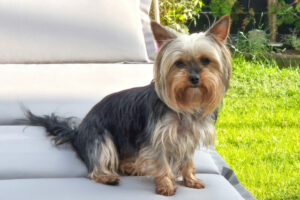 Nolly 9