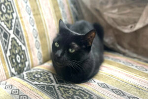 Polly 3