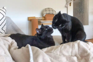 Polly Und Emi 3