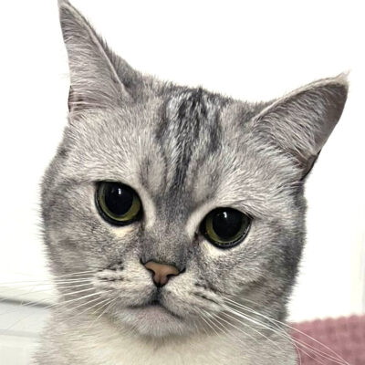Timo
