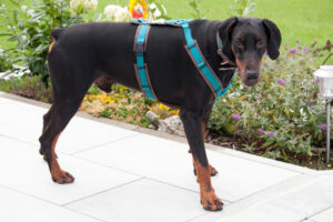 Tulio 8