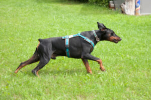 Tulio 9