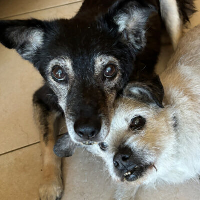 Patenhunde Kandra und Dickerchen Rex – Unsere beiden Oldies frisch verliebt