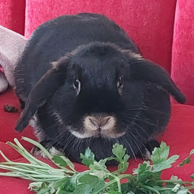 Kira