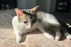 Kitty 1