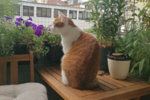 Lino 8 Lino 8