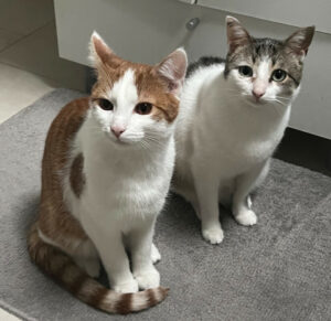 Lino Und Kitty 1