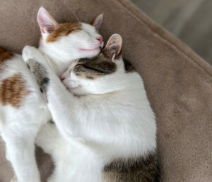 Lino Und Kitty 2
