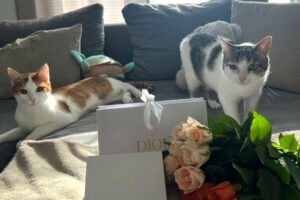 Lino Und Kitty 3