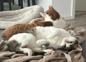 Lino Und Kitty 4