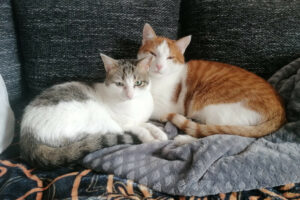 Lino Und Kitty 5 Lino Und Kitty 5