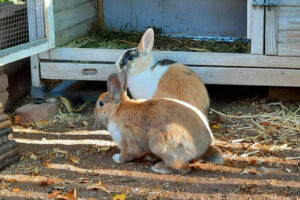 Nicki Und Stella 2