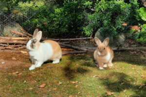 Nicki Und Stella 3