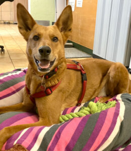 Red Teddy 20 Red Teddy 20