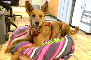 Red Teddy 21 Red Teddy 21