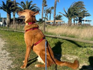 Red Teddy Campingurlaub 2
