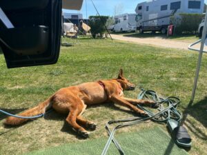 Red Teddy Campingurlaub 3