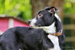 TH Franken TH Franken