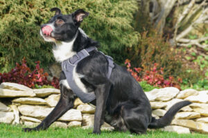 Rübe Neu 25 Rübe Neu 25