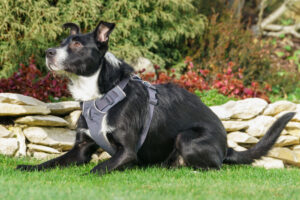 Rübe Neu 26 Rübe Neu 26