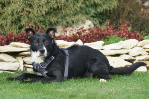 Rübe Neu 27 Rübe Neu 27