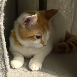 Sweety 1