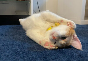 Sweety 2