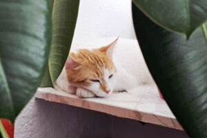 Sweety 3