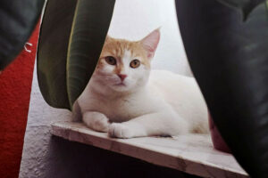 Sweety 4