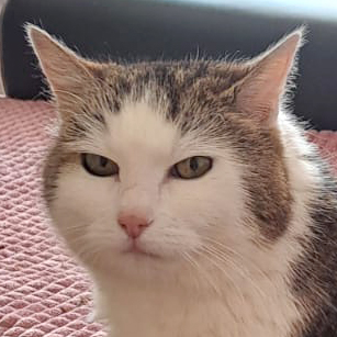 Patenkatze * Tiffany