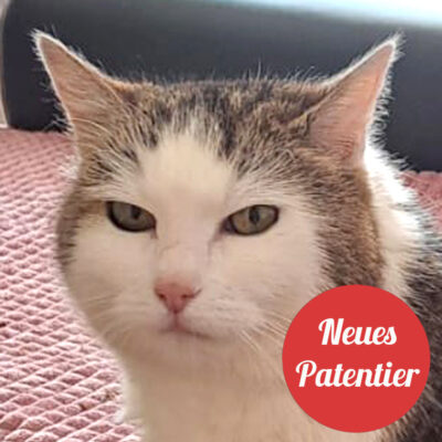 Patenkatze * Tiffany