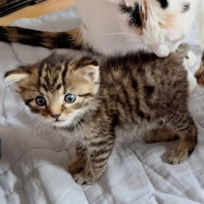 Bamberger Katzenbabys