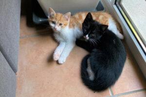 Fred 4 Und Ron