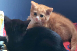 Harry 3 Und Ron