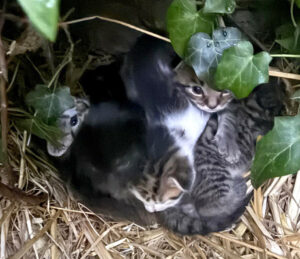 Katzenbabys Bamberg 1