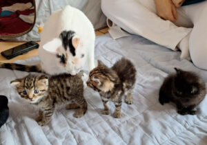 Katzenbabys Bamberg 2