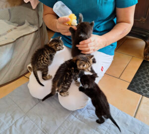 Katzenbabys Bamberg 3