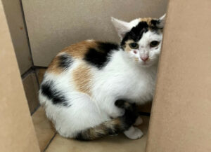 Katzenmama Bearb