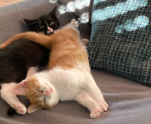 Ron 11 Und Fred