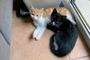 Ron 9 Und Fred