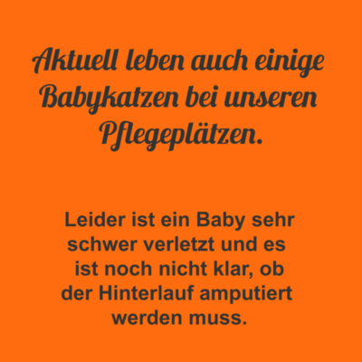 Babykatzen