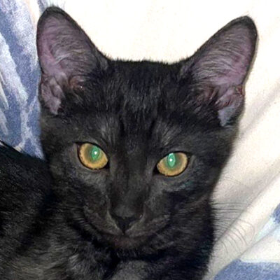 Tom