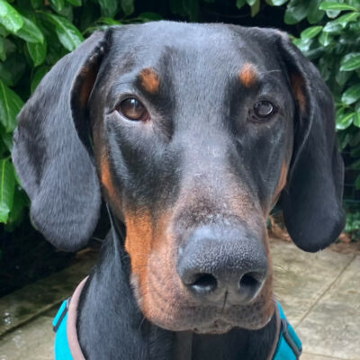Tulio