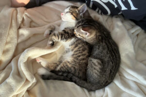 Berry 8 (rechts)