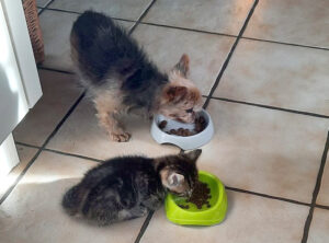 Brownie 3
