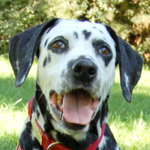 Josy Da 1 Startseite