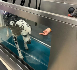 Josy Da Auf Dem Unterwasserlaufband